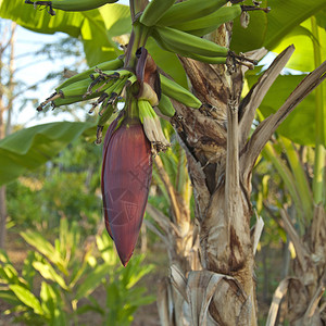 香蕉花和束挂在香蕉树上图片