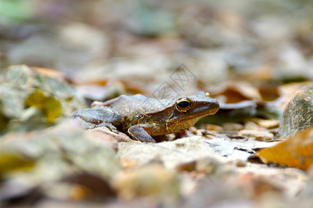 棕色青蛙在森林里图片