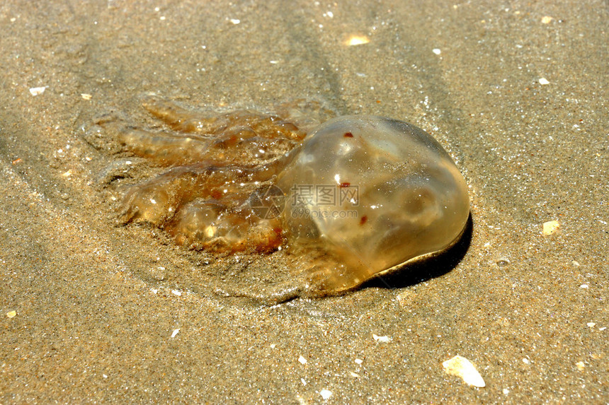 海滩上的死水母图片