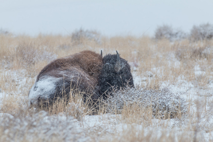 暴风雪中草原上的野牛图片