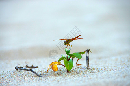 沙滩上的蜻蜓图片