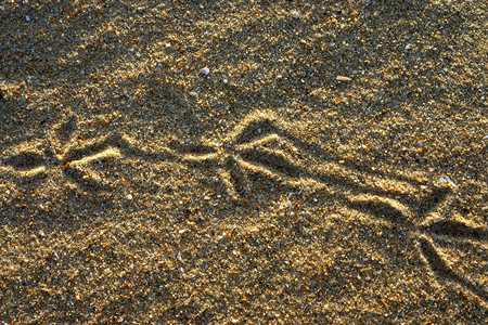 沙滩上的鸽子脚印图片