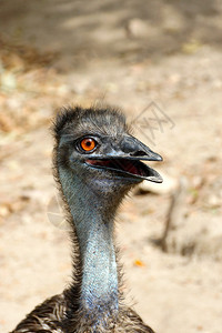 近距离靠近一个emuDromaiusnovaeholla图片