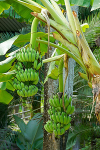 树上的年轻绿香蕉图片