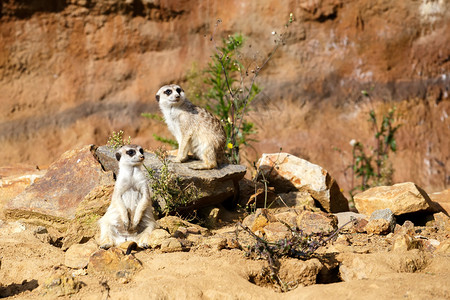 警惕危险的猫鼬或suricate图片