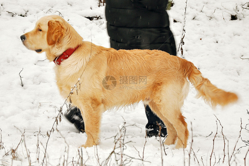 站在雪中的金色拉图片