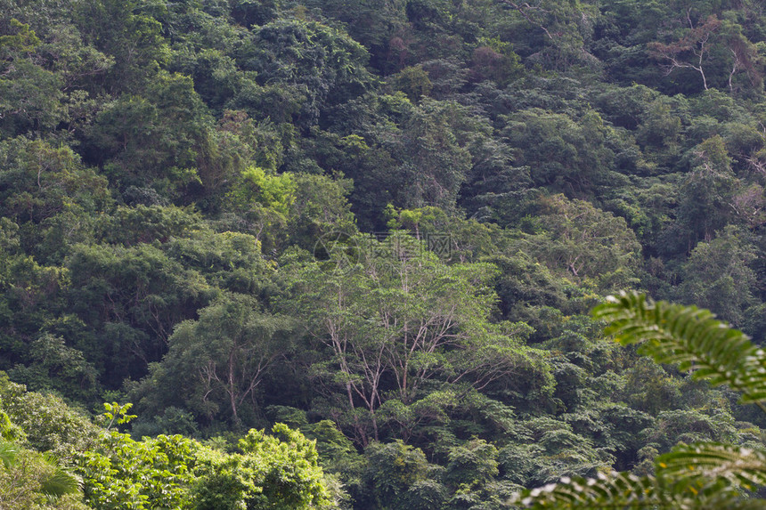 从伯利兹植被非常稠密的热带雨林的距离看出来图片