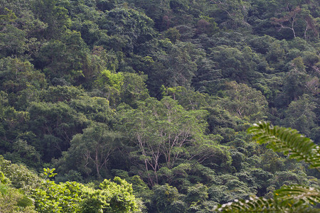 从伯利兹植被非常稠密的热带雨林的距离看出来背景图片