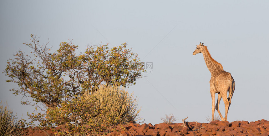 长颈鹿对天空和石图片