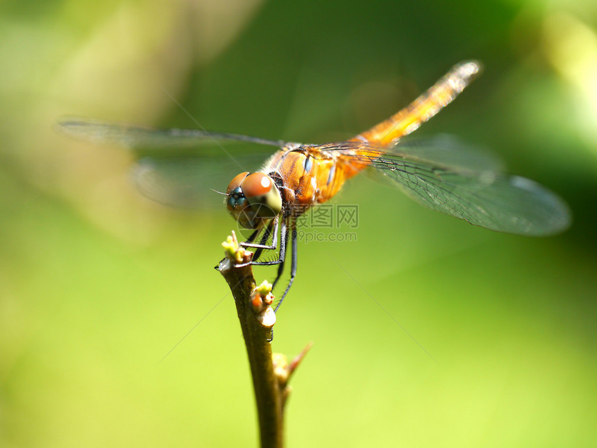 休息的红蜻蜓图片