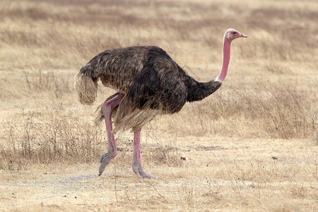 非洲热带草原的OstrichStruthiocu图片