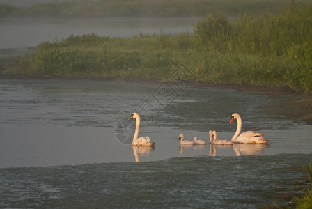 白天鹅一家在雾蒙的早晨图片