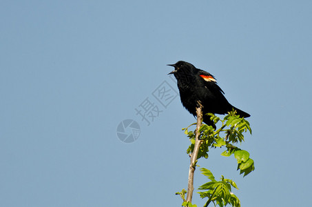 红翅黑鹂栖息在一棵树上图片