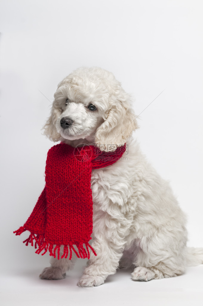 带红围巾的小白贵宾犬图片