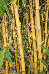 竹木树图片