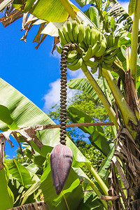 香蕉花和束在棕榈背景蓝天图片
