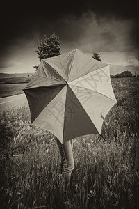 SpringTuscan带雨伞和田地的乡村女孩图片