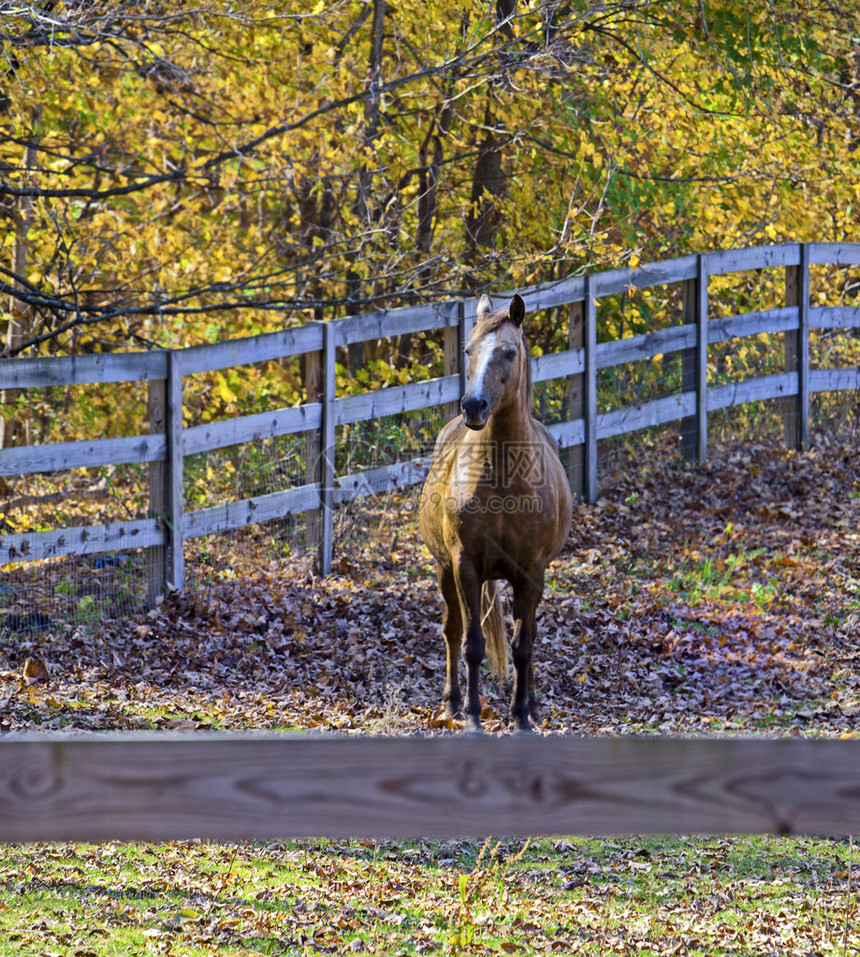 在木栅栏后面的马与秋天的落叶图片