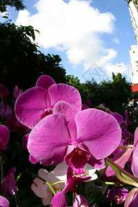 香港市场上的鲜花图片