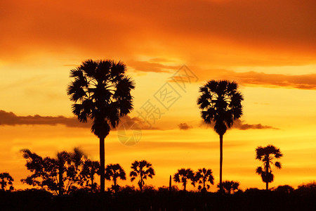 日落后的棕榈剪影图片