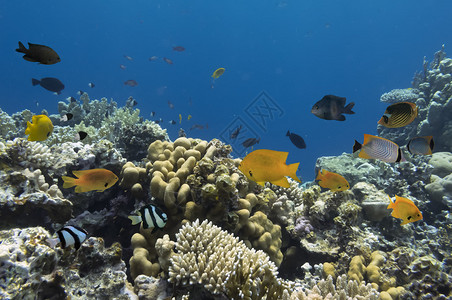 埃及红海珊瑚礁上的热带鱼图片