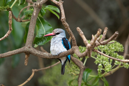 树上的林地翠鸟Halcyonsenegalensis图片