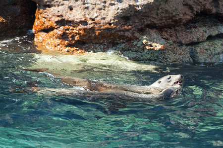 海狮在水中亲吻时海豹图片