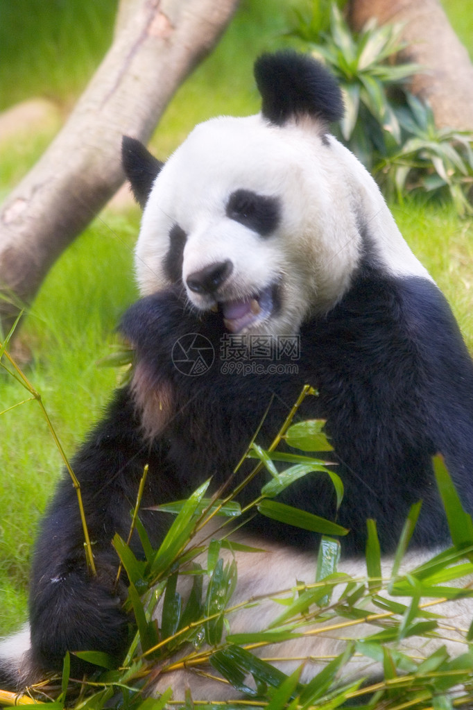 一只熊猫在动物园的围裙里休息和图片