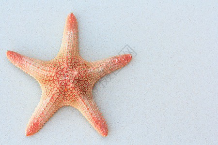 白色沙滩上的海星自然背景图片