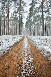 森林里的第一场雪和一条沙路图片