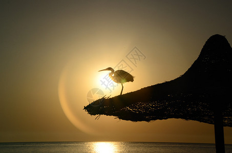 夕阳下海边阳伞上的灰鹭图片