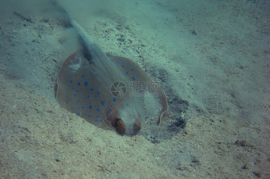 蓝色斑点黄貂鱼在海底挖沙图片