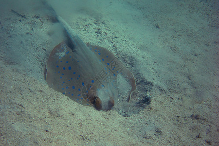 蓝色斑点黄貂鱼在海底挖沙背景图片