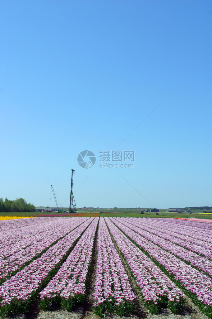 荷兰郁金香的多彩田野图片