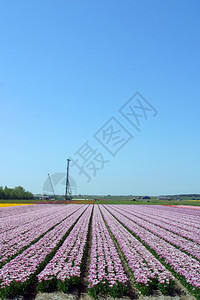 荷兰郁金香的多彩田野图片