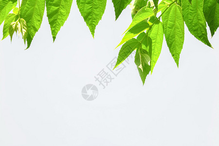 白色背景的叶子图片