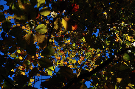 森林里有很多五颜六色的秋叶图片