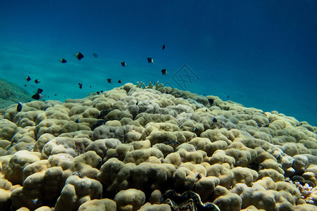 海中的大珊瑚和白黑鱼图片