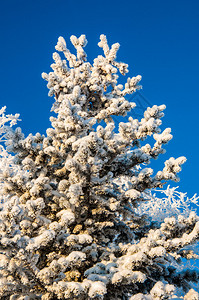 针叶树和柔软蓬松的雪图片