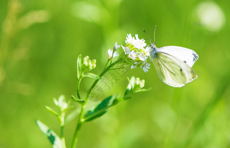 草地上鲜花上的蝴蝶背景图片
