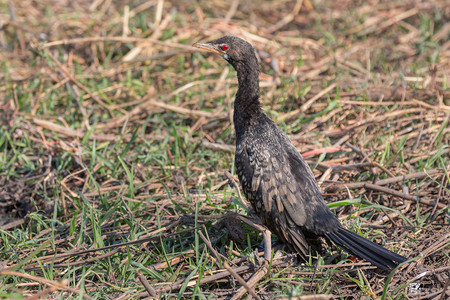 ReedCormorant的侧面视图图片