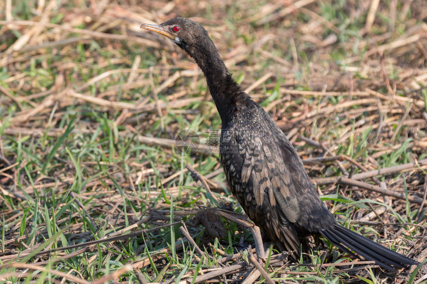 ReedCormorant的侧面视图图片