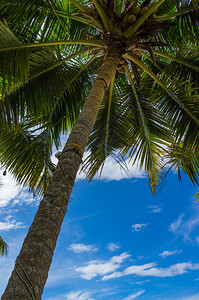 蓝天白云上的棕榈树图片