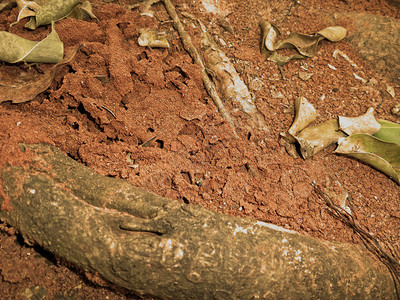 热带白蚁巢图片