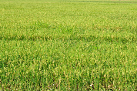 绿色米领域泰国风景图片