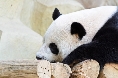 熊猫睡在一张木床上图片