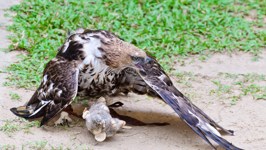 可改变的鹰Nisaetuslimnaeetus正在学习捕食猎物是假老鼠1图片