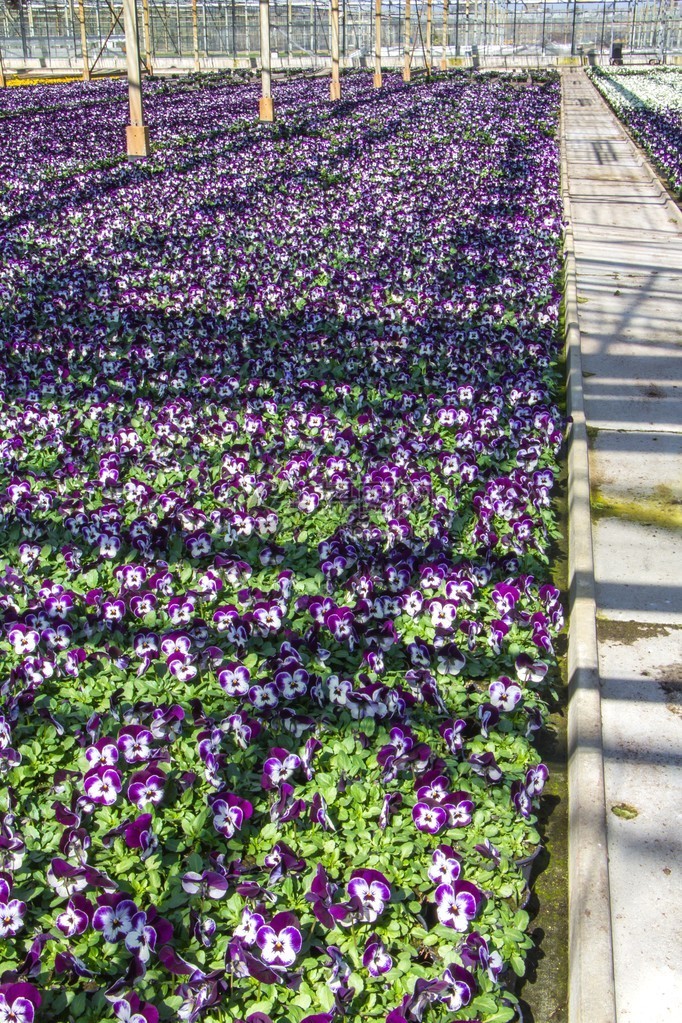 荷兰温室中生长的紫色vi图片