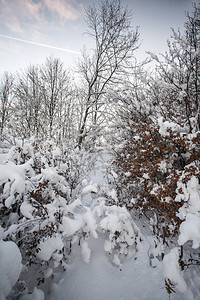 与白雪皑的森林的冬季景观图片