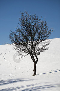 被雪覆盖的田野和树木的冬季景观图片